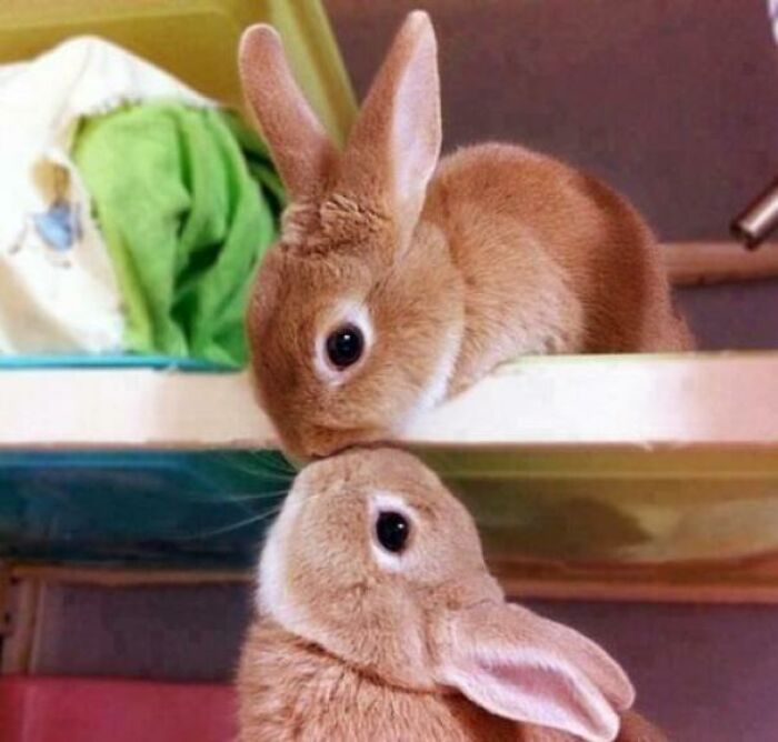Two adorable bunnies touching noses on a colorful shelf.