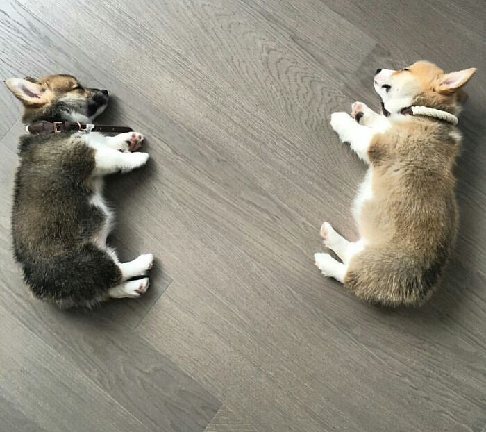 Sleeping Corgis X2
