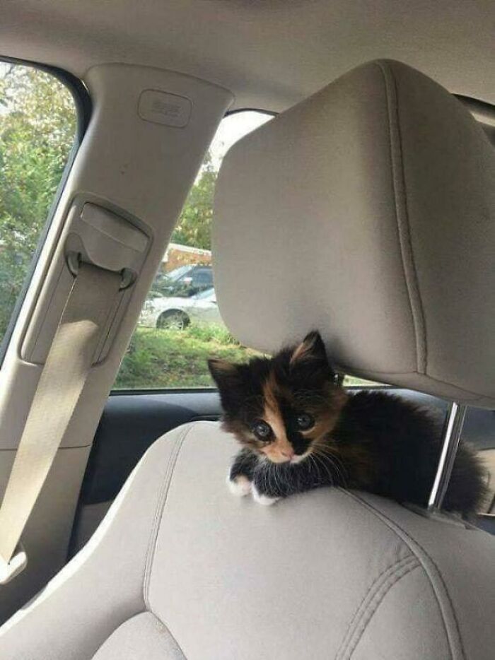 Illegally Smol Driver