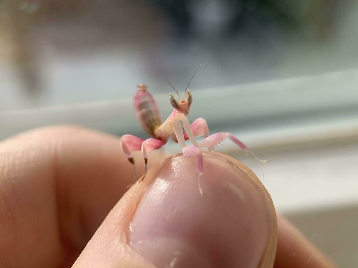 Pipsqueak On My Thumb (And I Have Pretty Small Hands)