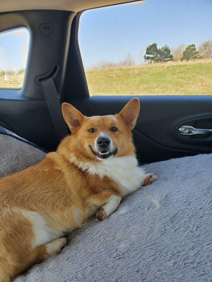 It Finally Happened! I Rescued This Beautiful 2 Year Old Boy Today! Everyone Meet Mr. Teriyaki!