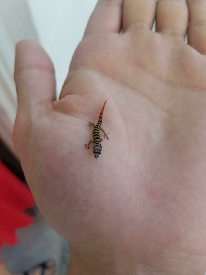 Baby Ashy Gecko Found In The Florida Keys