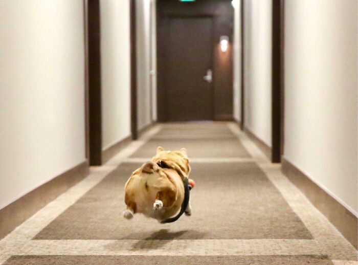 Flying Corgi, Suspended Potato
