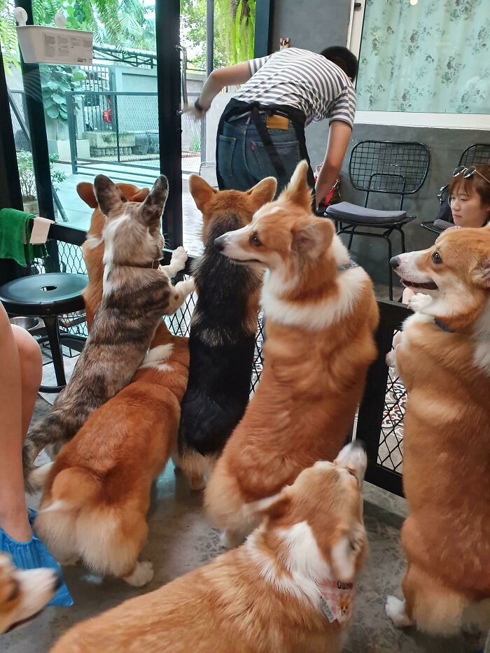 I Went To The Corgi Cafe At Bangkok Today!