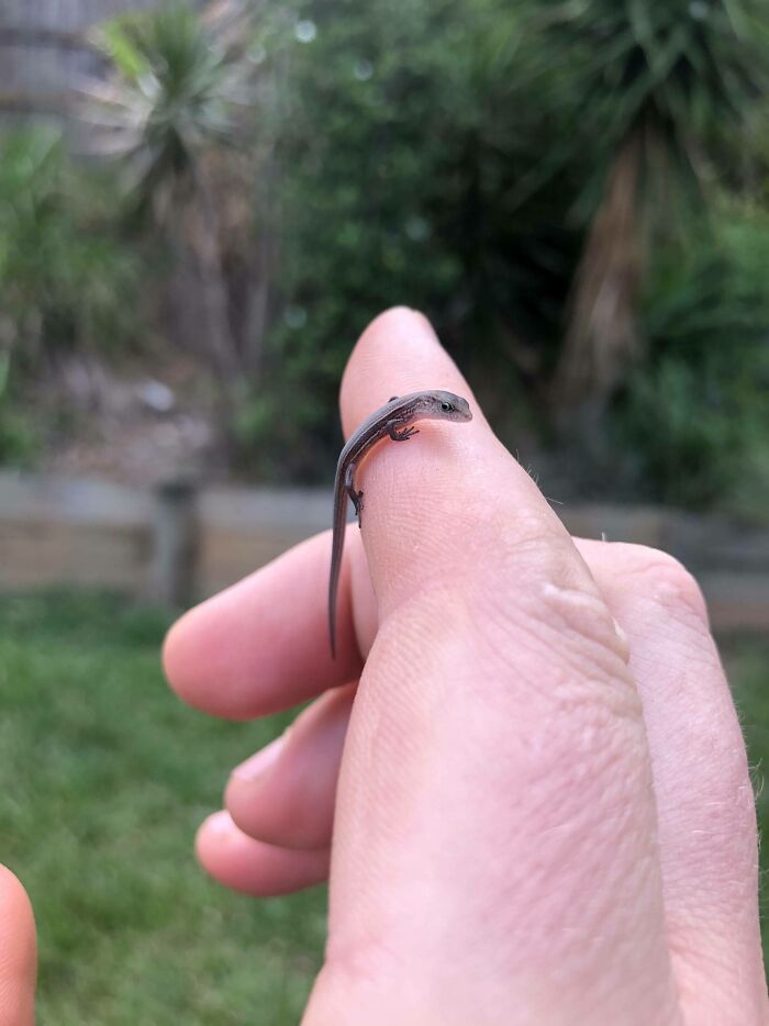 One Of Joys Of Living In The Tropics Is Your Yard Is Inevitably Full Of Tiny Units