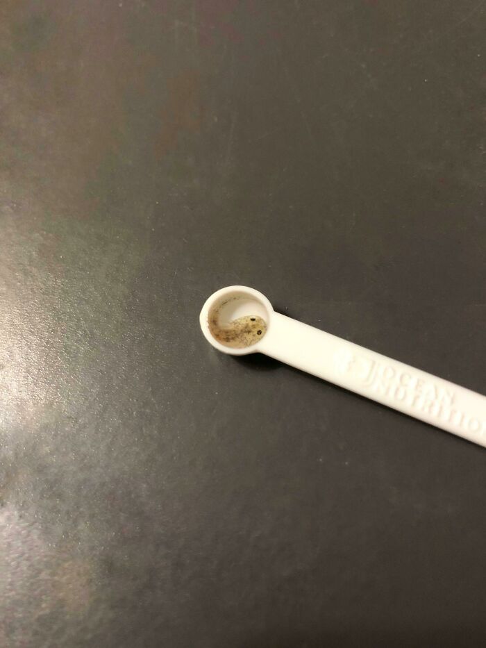 Tiny Unit Of An Axolotl