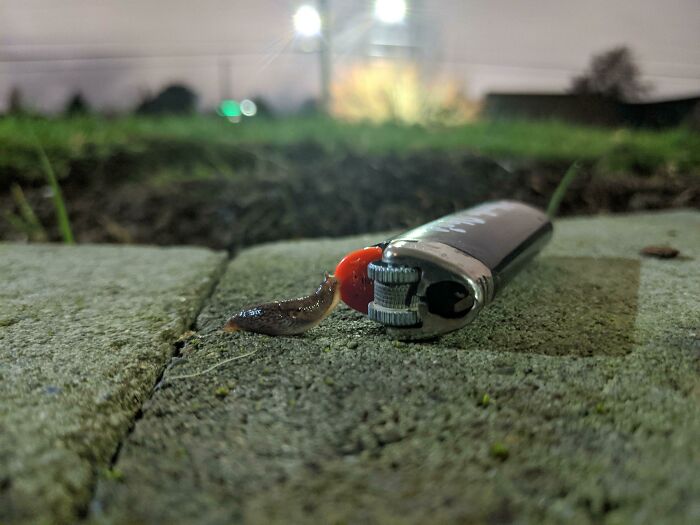 Tiny Sluggo Explorer Unit