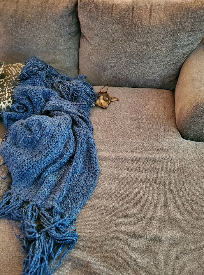 Our New Couch Makes Our Smol Chihuahua Look Like A Tiny Unit