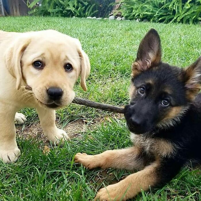 My Two Favorite Dogs