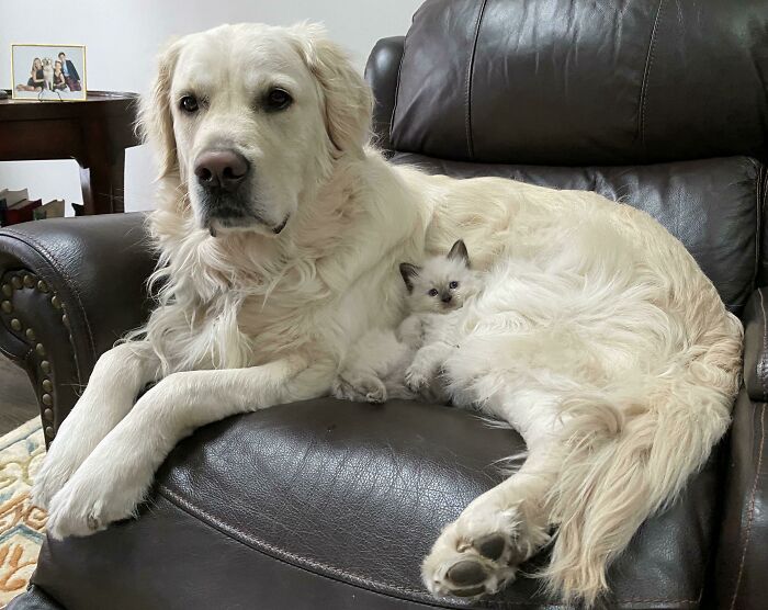 Gatito de incógnito