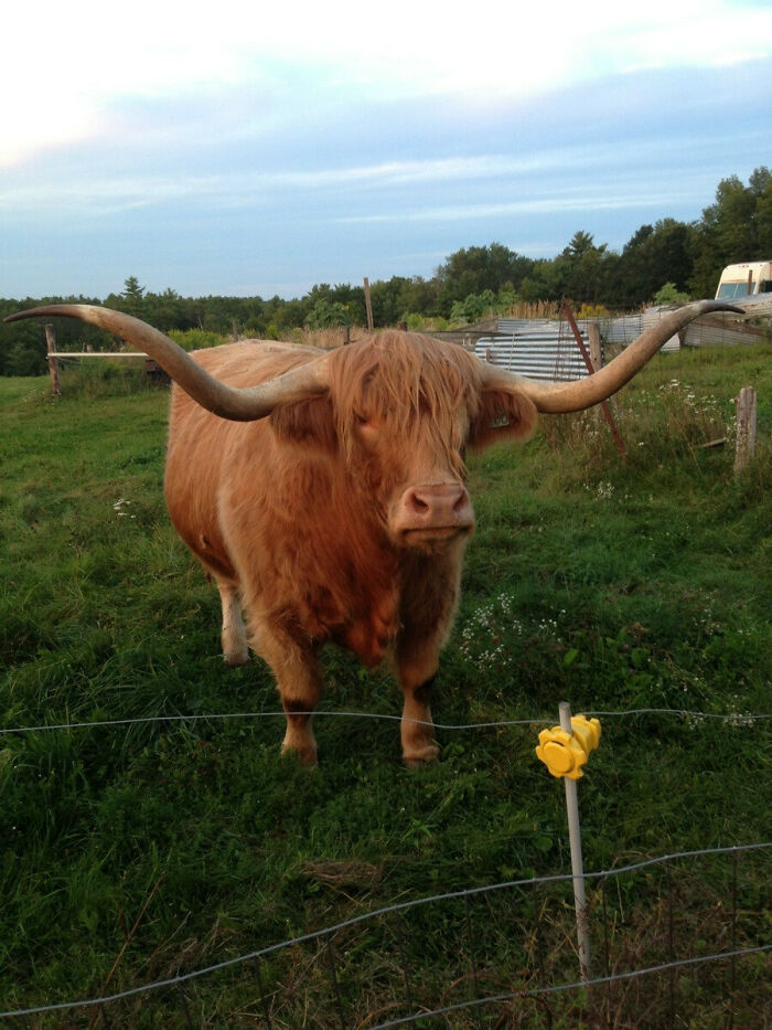 He's A Different Kind Of Cute, But Meet Silas, My Girlfriend's Scottish Highland Cow