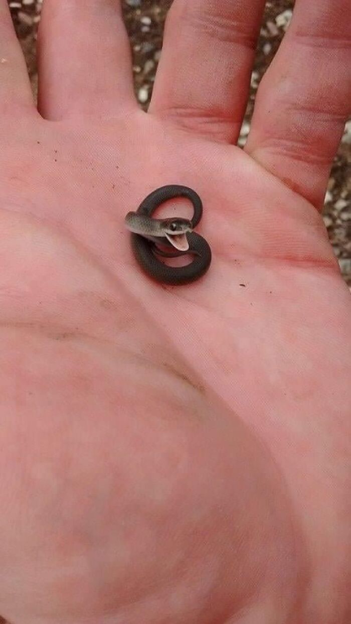 S M O L Danger Noodle