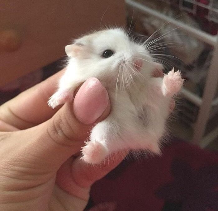 Dwarf Hamster!
