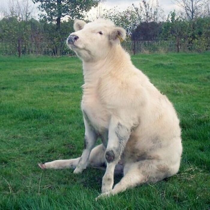 A Cute Cow Minding Its Own Business