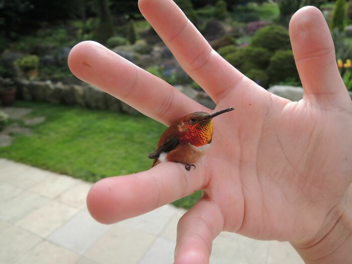 A Bee Hummingbird, The World's Smallest Bird!