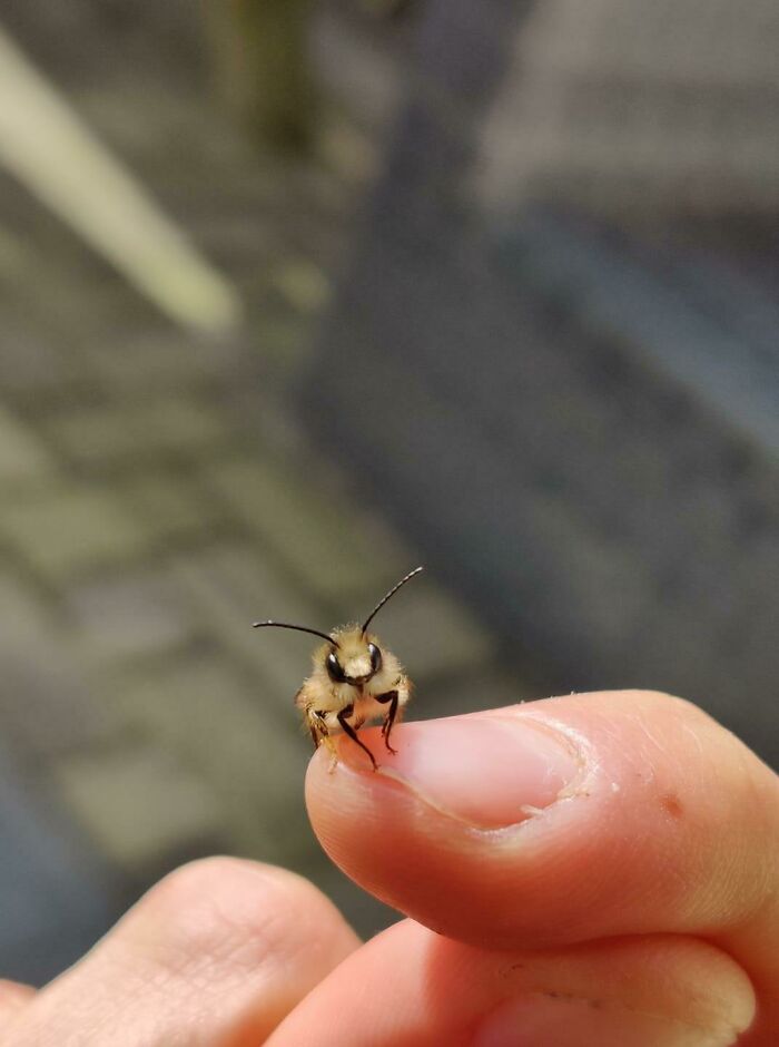 A Very Polite Bee