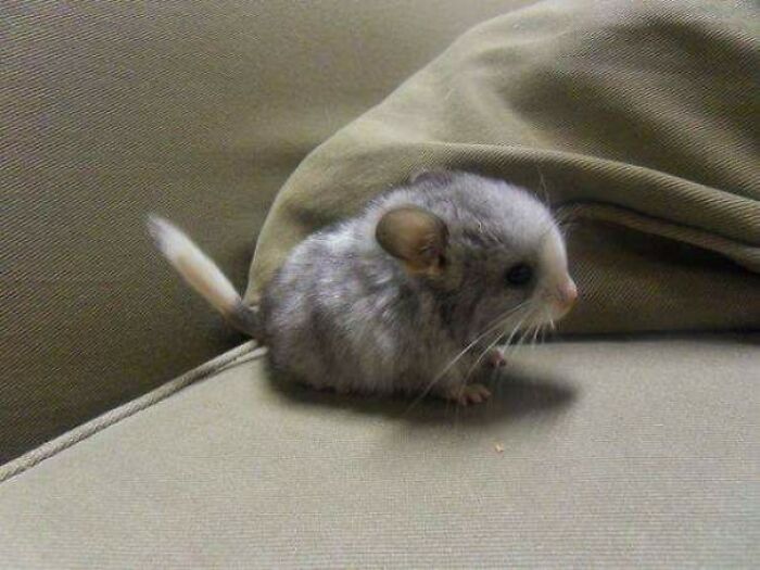 The Baby Chinchilla