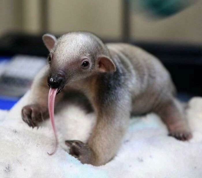 Teeny Tiny Tamandua