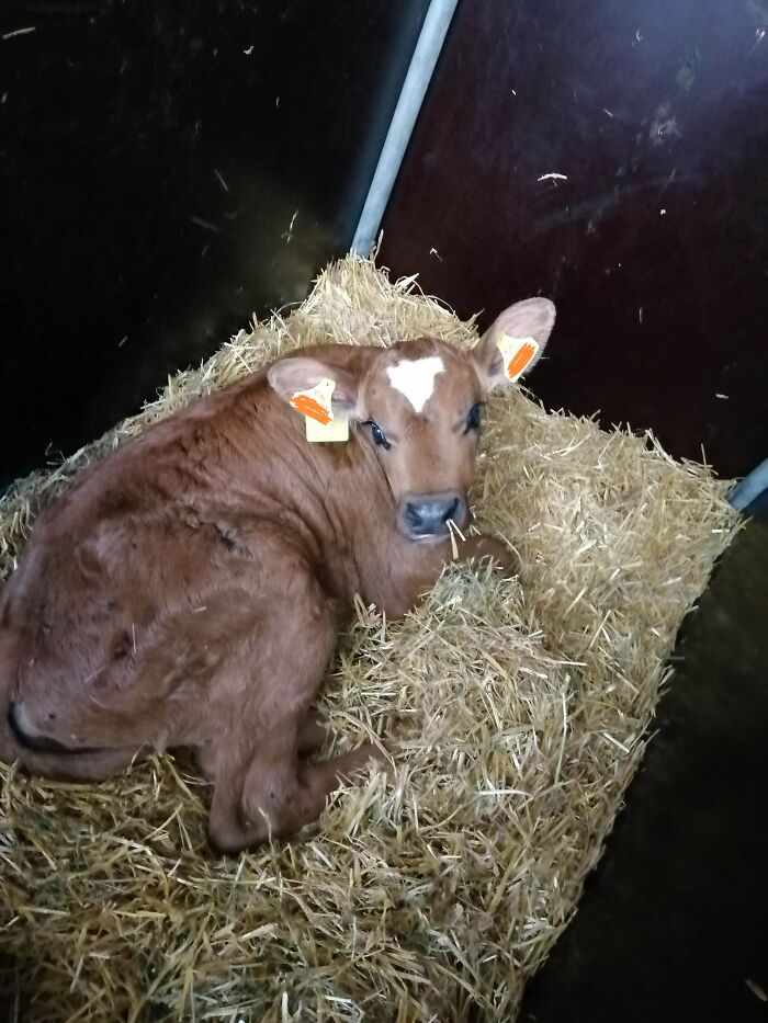 This Is Our Pretty Boy 'Emma'