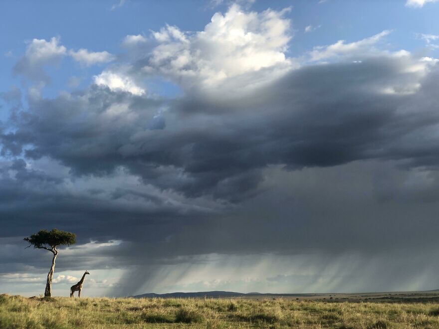 Giraffe and tree under dramatic sky in beautiful scenery.