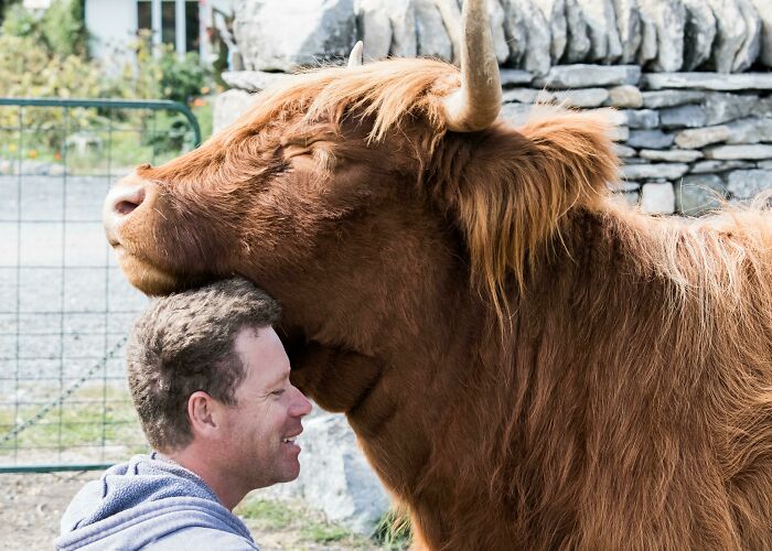 Visited My Friend's Sheep Farm On The Weekend. This Is Him And His Pet Highland, Cedar. She Was Like A Big Dog