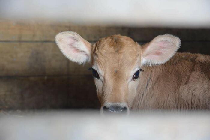 Bart Sees You There... Scrolling... Not Giving Him Pats And Milk