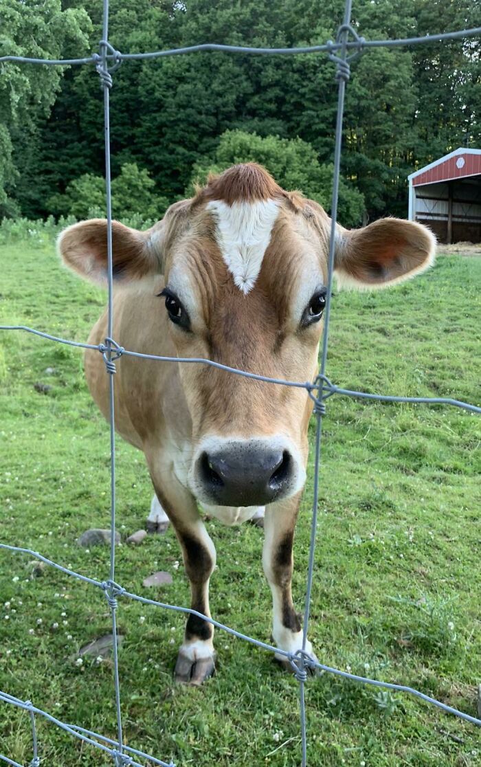 Photogenic Cow At The Local Humane Society