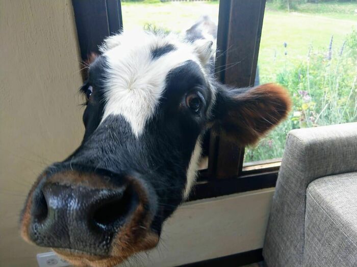 Is This The Right Window For Cookies And Chin Scritches?
