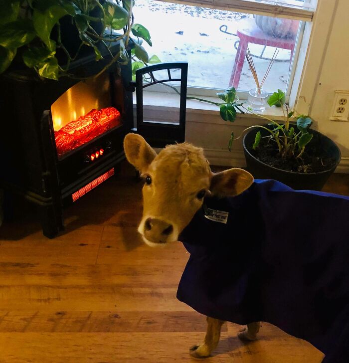 Adorable cow in a cozy blanket standing near a heater by the window, enhancing the room's warmth and charm.