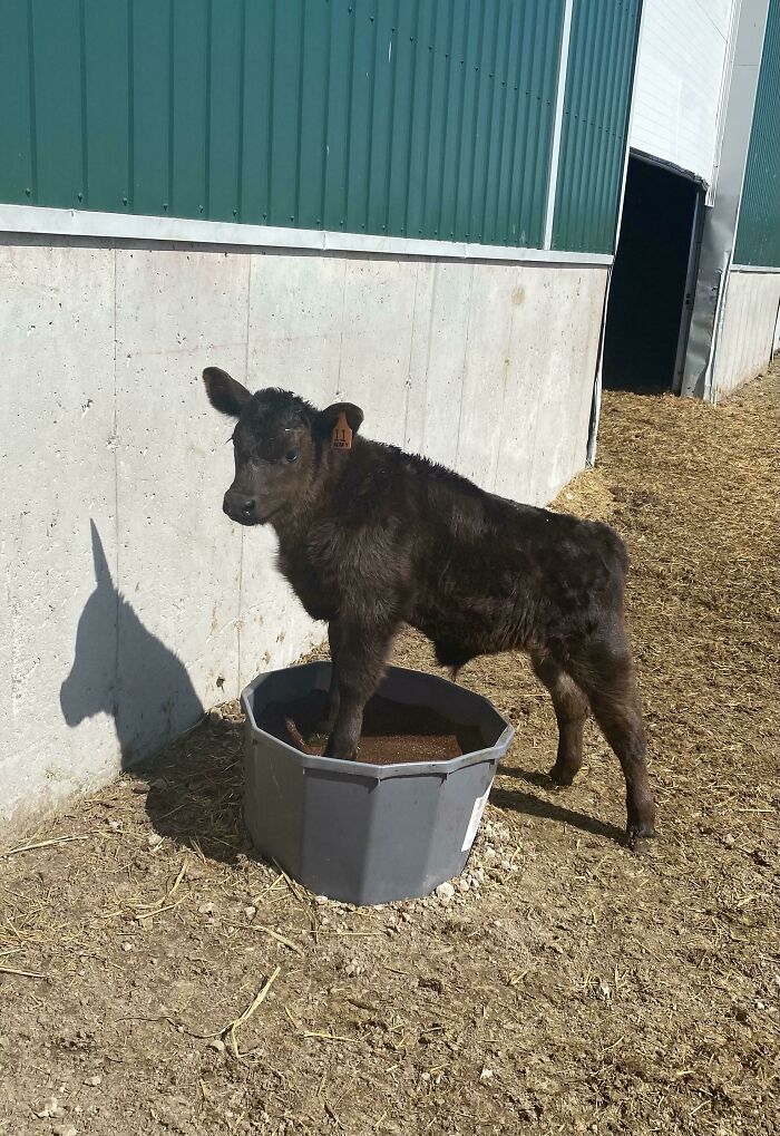 Gerry Doesn’t Understand How To Use The Mineral Lick Yet