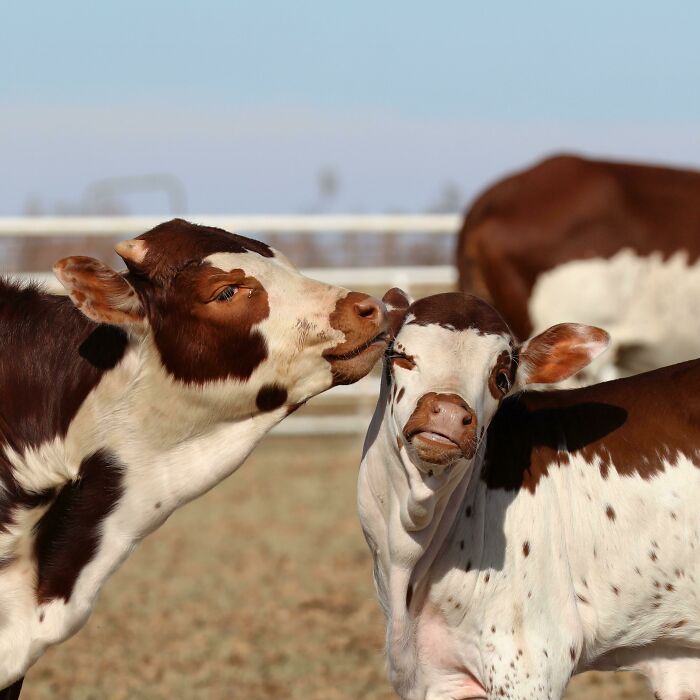 Not Another Cowlick!