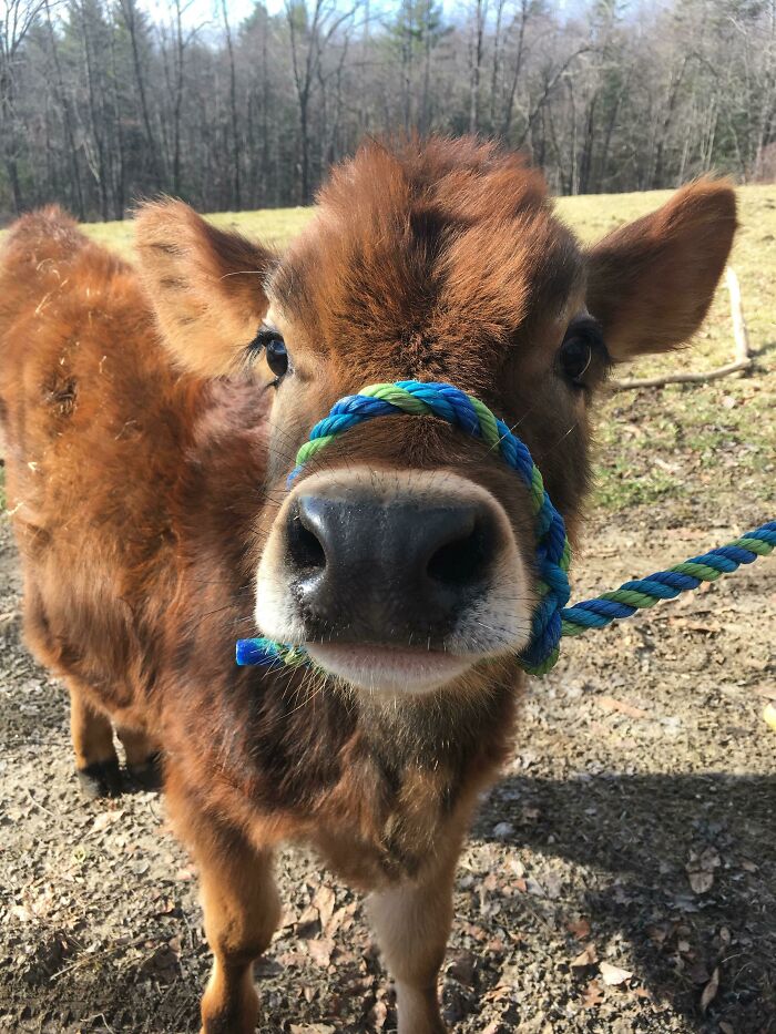Little Goose Getting Halter Trained