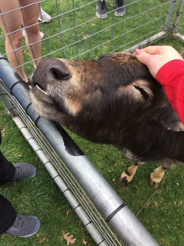 This Sweet Girl Came To My College Campus And Was So Relaxed As I Was Petting Her