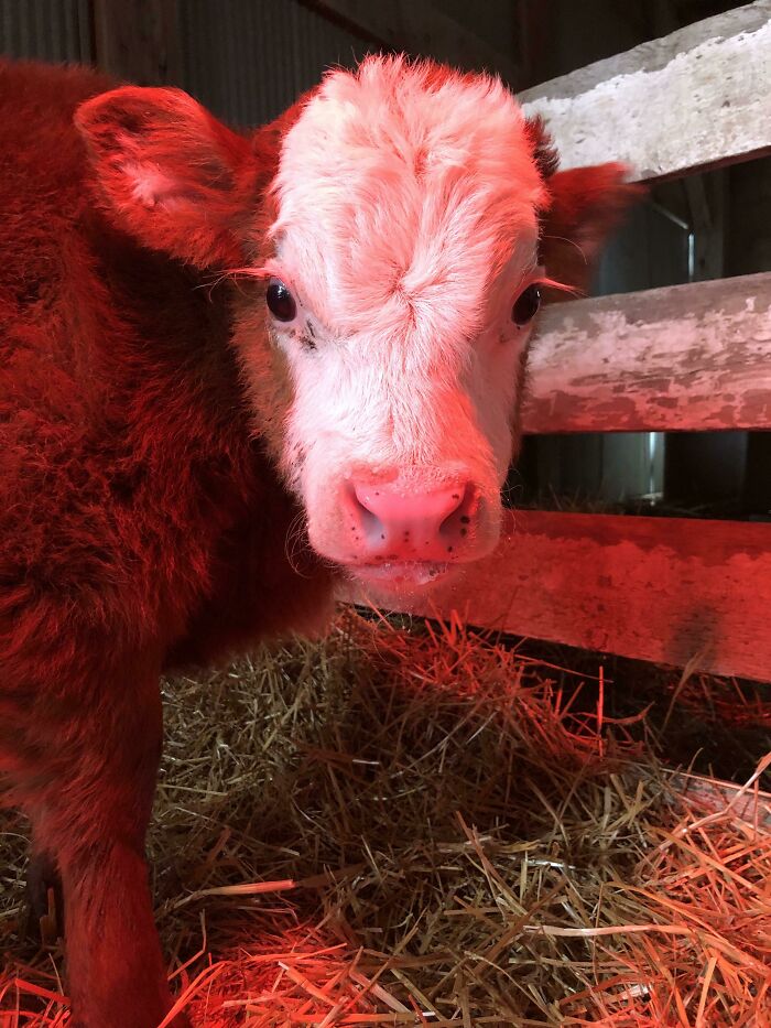 Adorable cow in warm red light, standing on straw in a barn.