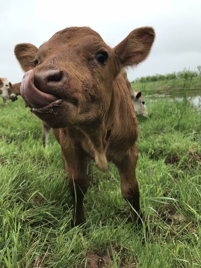 Feeling A Little Down Today And Missing This Sweet Baby, Gelati