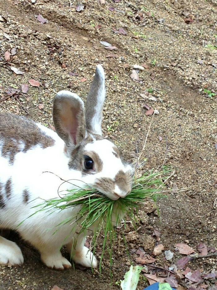 Took A Picture Of A Wild Rabbit Living In The Back Of Our Apartment