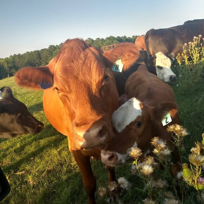 This Is Ginger And Her Daughter Persimmon. They're Very Friendly