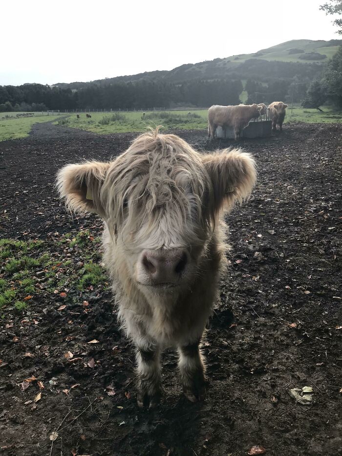 Highland Cow