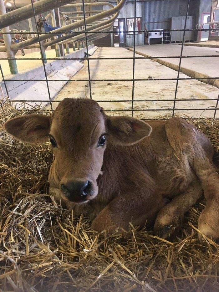 The Very Soft 4 Day Old Calf My Dad Petted