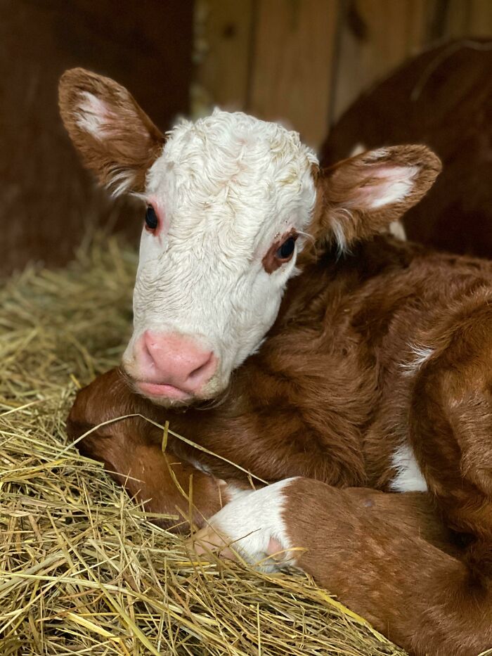 Adorable cow calf resting in hay, showcasing its soft brown and white fur.