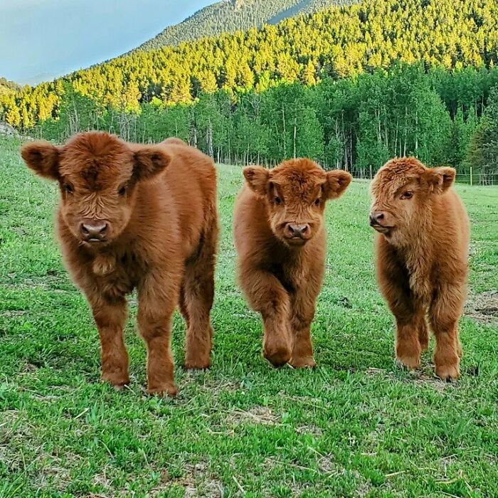Baby Highland Cows
