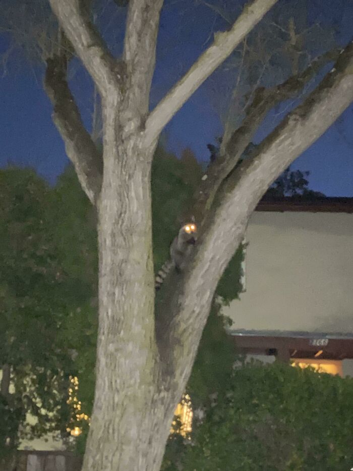 This Is The “Cat” My Husband Wanted Us To Adopt