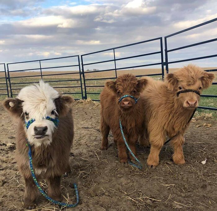 Three adorable calves with fluffy coats standing in a fenced pasture.