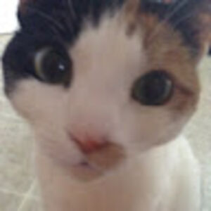 calebrainaldi avatar