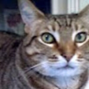 matthewsquadrito avatar