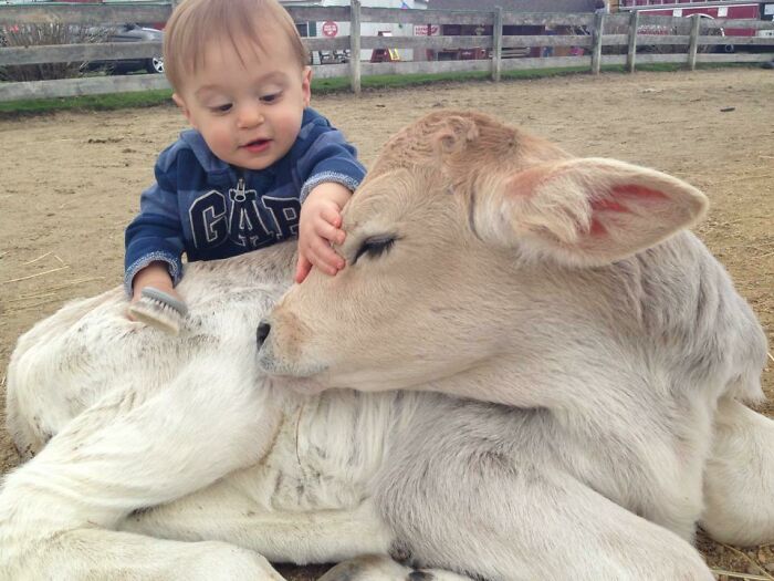 Baby interacting with an adorable cow lying down, creating a heartwarming scene.