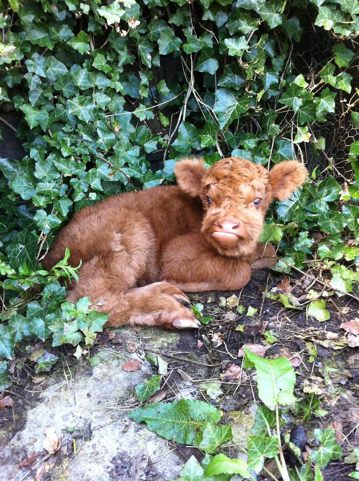 Grumpy Calf For My First Cake Day