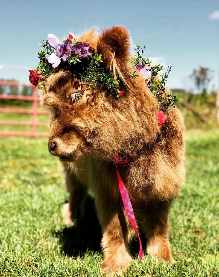 A Friend Of Mine Took Pictures Of Her Photogenic Cow