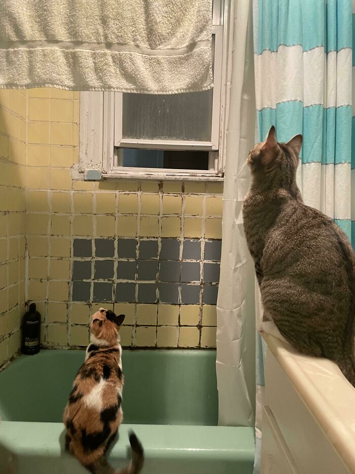 Just Trying To Take A Peaceful Pee. But Now I’m Terrified