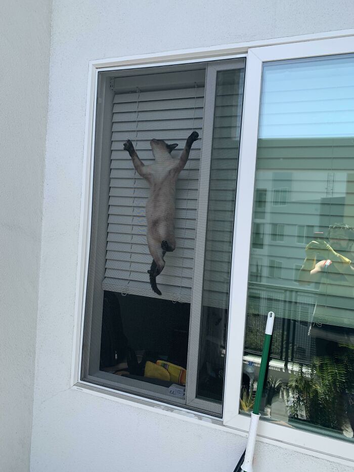 Maulló por nuestros pecados